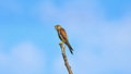 Falco tinnuncu…
