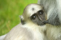 klopica 2