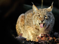 ble
