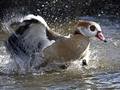splash 3