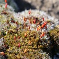 mahovina cvjeta