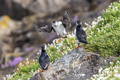 Atlantic puffi&hellip;