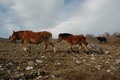 wild horses
