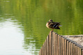 Maksimir 4024