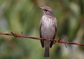 siva muharica-&hellip;