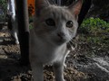 pogled