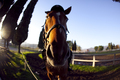 Horsy