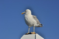 galeb