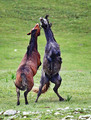 Wild Horses
