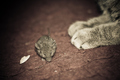 Tom i Jerry