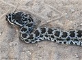 Baby Rattlesna&hellip;