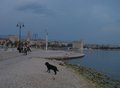 Crni pas na Ma&hellip;