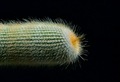 Kaktus