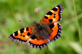 Aglais urticae