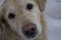 The Dog