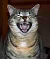 Tigar kod zuba&hellip;