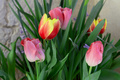 Tulipani 