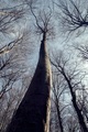 look up